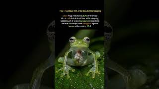 This Frog Makes Most of Its Blood Disappear πΈπ©Έ #shorts #nature