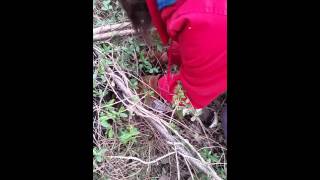 Turkey Gone Broody In January