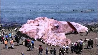 Самые большие животные Самые большие животные