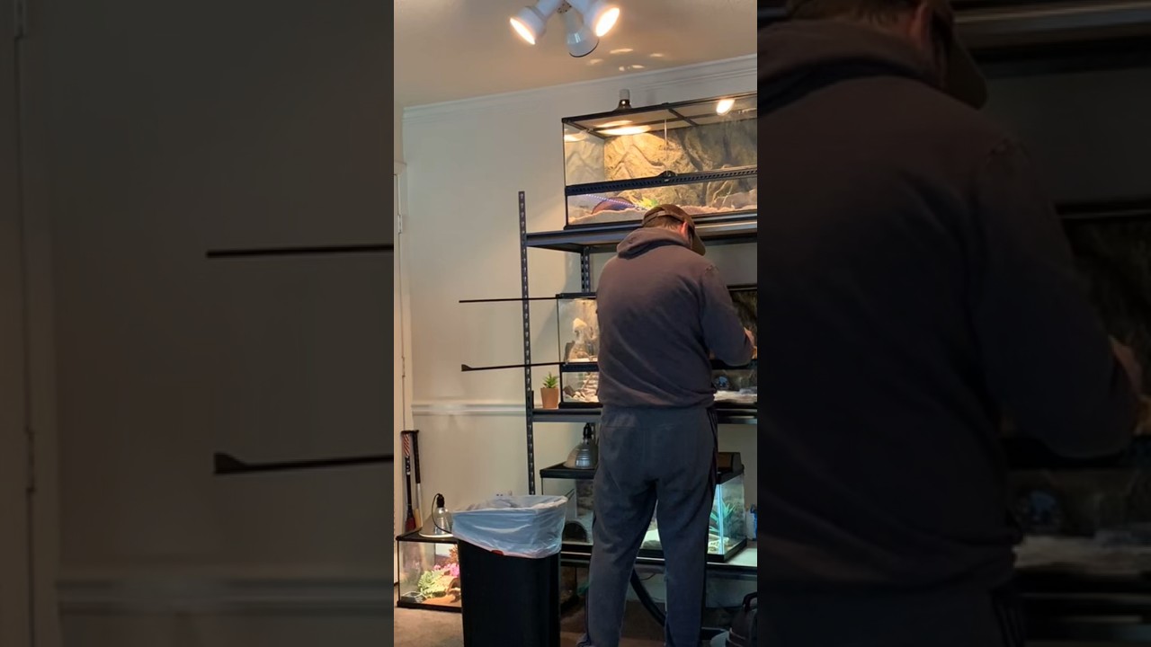 Reptile rack cleaning Timelapse atlanta reptiles animals 