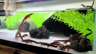 オキナワシリケンイモリ Cb個体の餌食いCynops Ensicauda Popeijpcb