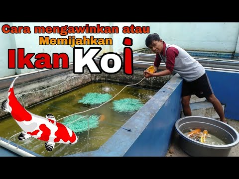 CARA MEMIJAHKAN ATAU MENGAWINKAN IKAN KOI YANG BENAR