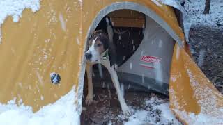 Treeing Walker Coonhound Jax Waking up to Snow