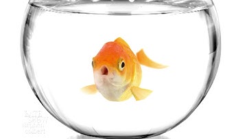 The Goldfish Beauty Queen Thinks We Should Stay On Topic