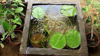 Water Lily I Platy Fish I Red Molly Fish I Pond setup aquarium