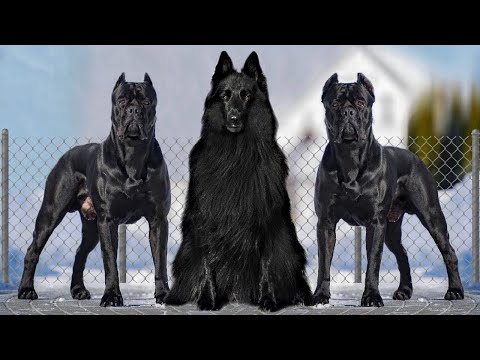 10 RAZAS de PERROS MÁS NEGRAS de la HISTORIA hqdefault