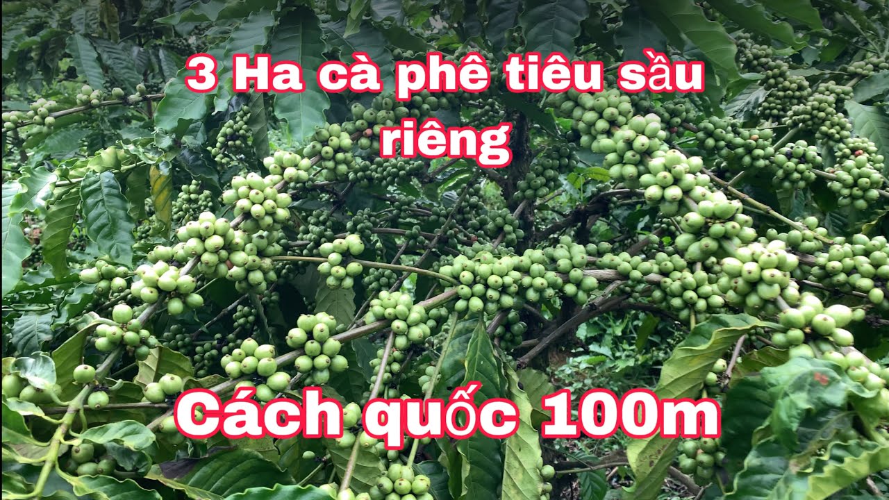 3 Ha Cà Phê Tiêu Sầu Riêng(đã bán)