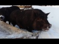 Вьетнамский поросенок в снегу / Vietnamese pigs in the snow