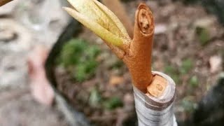 Sambung Sisip Durian Anti Gagal