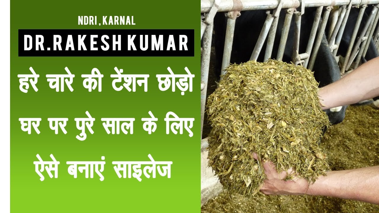 कैसे बनाये हरे चारे से  पशुओ के लिए पुरे साल भर का साइलेज | How to make Silage| Hara  Chara