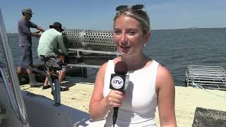 Bluepoint Oysters Part 2- Neguntatogue Oysters