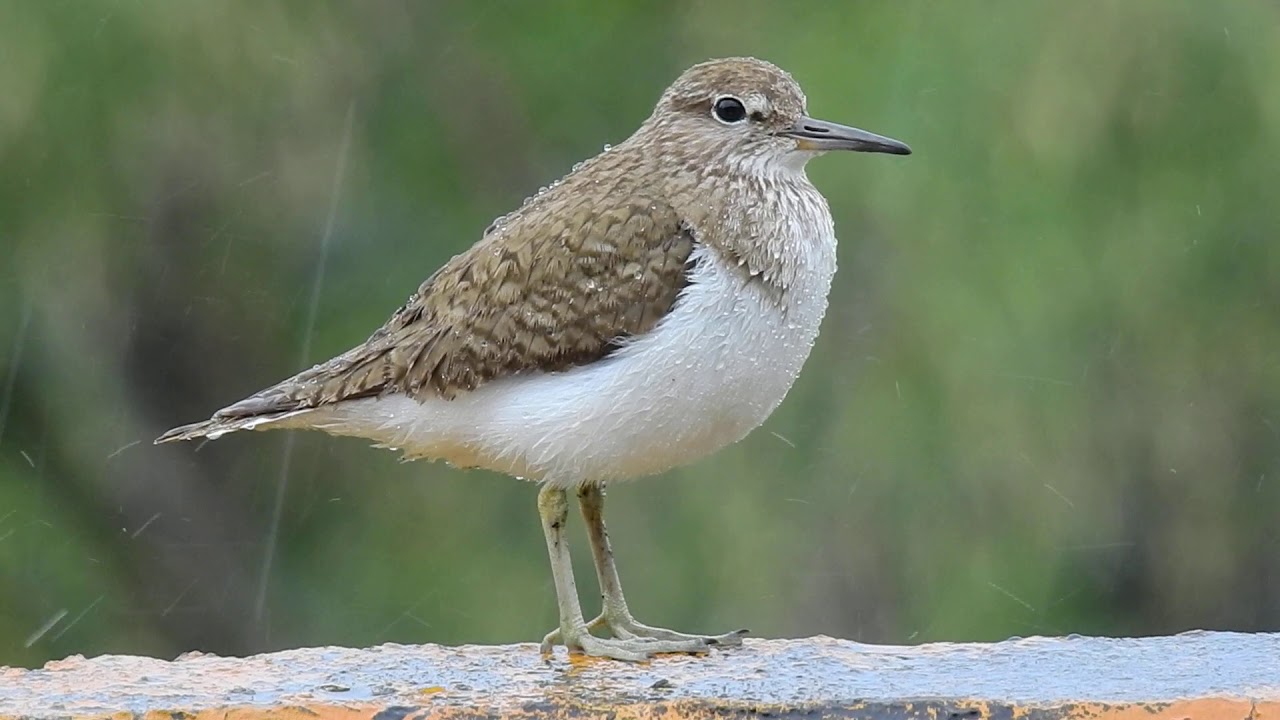 磯鷸  Common Sandpiper  イソシギ  21AUG, 2019