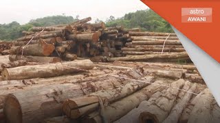 Curi Kayu Balak | Senarai hitam pihak, syarikat terlibat