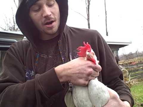Chicken shifting