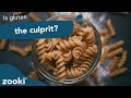 What’s The Connection Between Gluten And Gut Health? | Gut Microbiome Explained | Zooki
