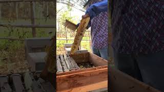 Satisfying Beekeeping – Pure Raw Honey Harvesting Process