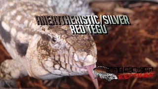Anerytheristic Silver Red Tegu!!!