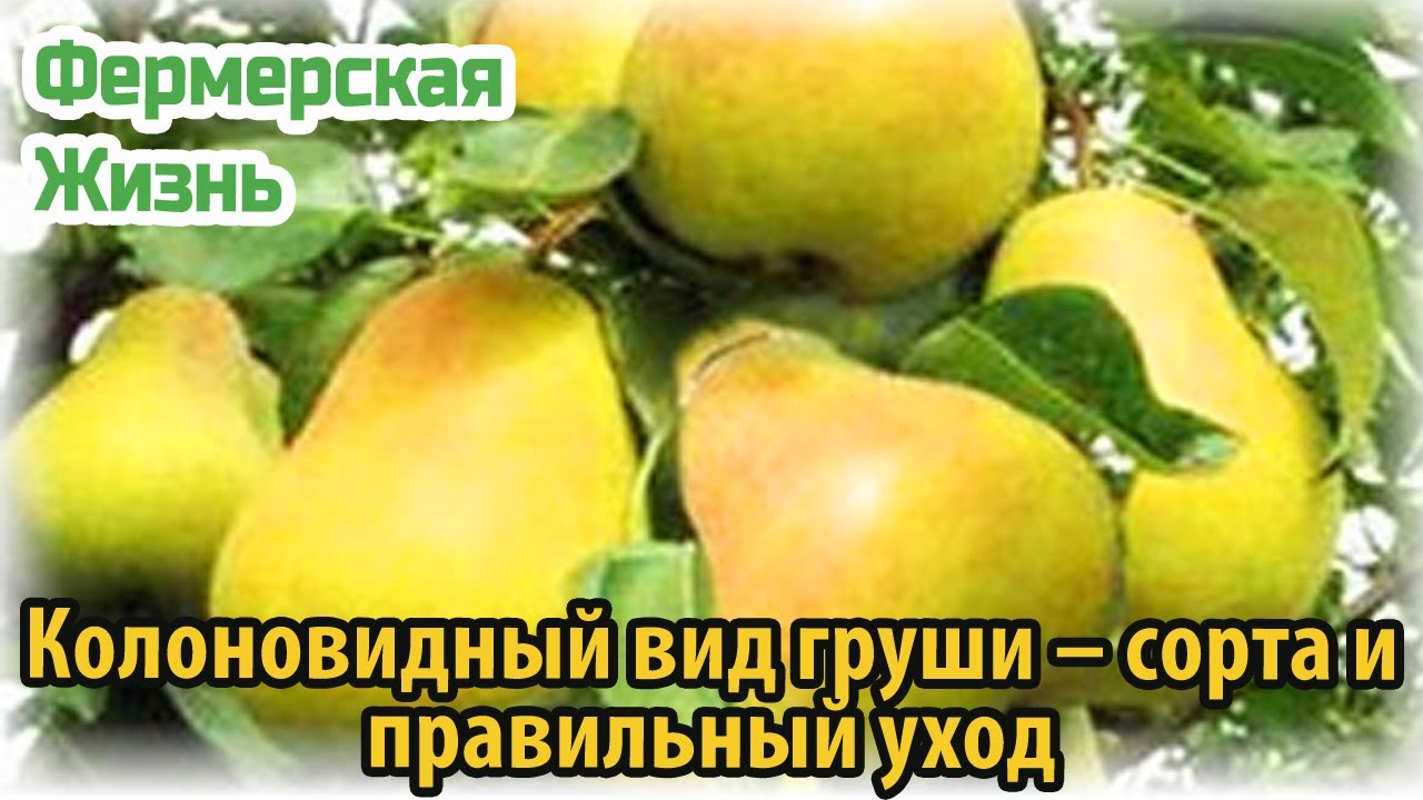 Колоновидная груша медовая описание сорта фото отзывы. Груша колоновидная Кармен. Груша колонновидная Даликор. Груша декора колоновидная. Груша карликовая медовая.