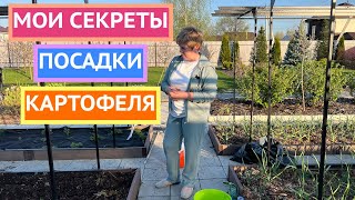 Как я выращиваю урожай крупного и вкусного картофеля на обычной грядке!