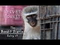 Wild Vervet Monkeys and Emily's Screaming Baby - Bandit Diaries - Vervet Forest - Entry #7