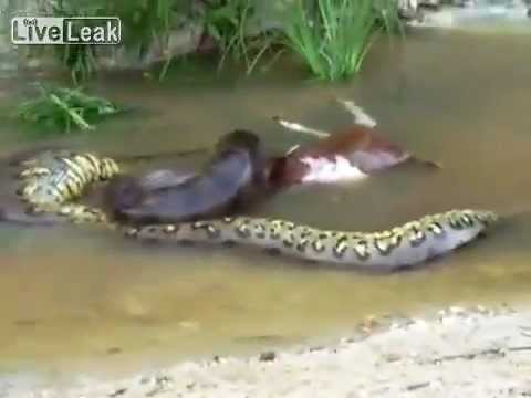 Anaconda