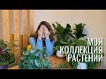 Моя коллекция растений