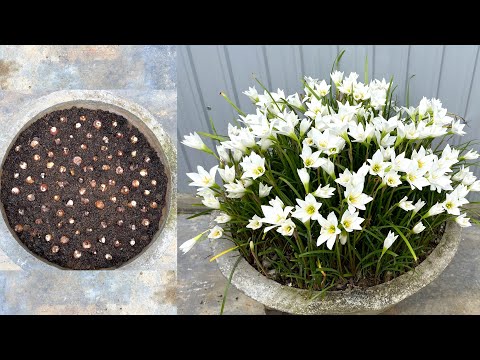 Video Cách trồng hoa huệ mưa màu trắng bằng củ | How to grow... - youtube