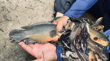 Thăm lờ cá mùa nước nổi dính con cá rô siêu to #quangthốngvlog ￼