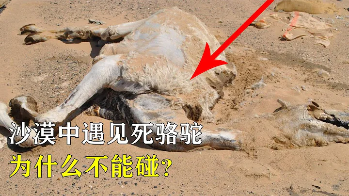 在沙漠遇到渴死的駱駝，為什麼不要上前觸碰，後果很嚴重！ - 天天要聞