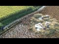Drone Bebek di Sawah. Lagu: Aransemen Potong Bebek Angsa by Bram Tobing