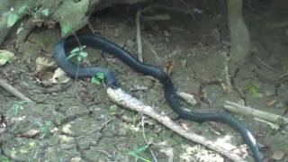 Eastern Indigo Snake Eating Gray Rat Snake