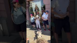 Tourists Gather Around Dog Napping Belly Up In Tbilisi