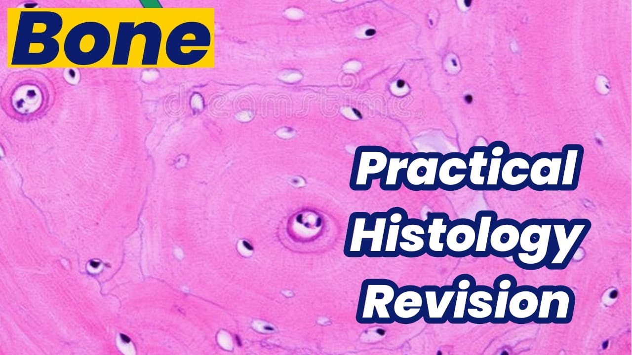 practical oral histology revision bone