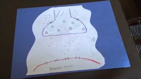 Modeling project - Synaptic communication