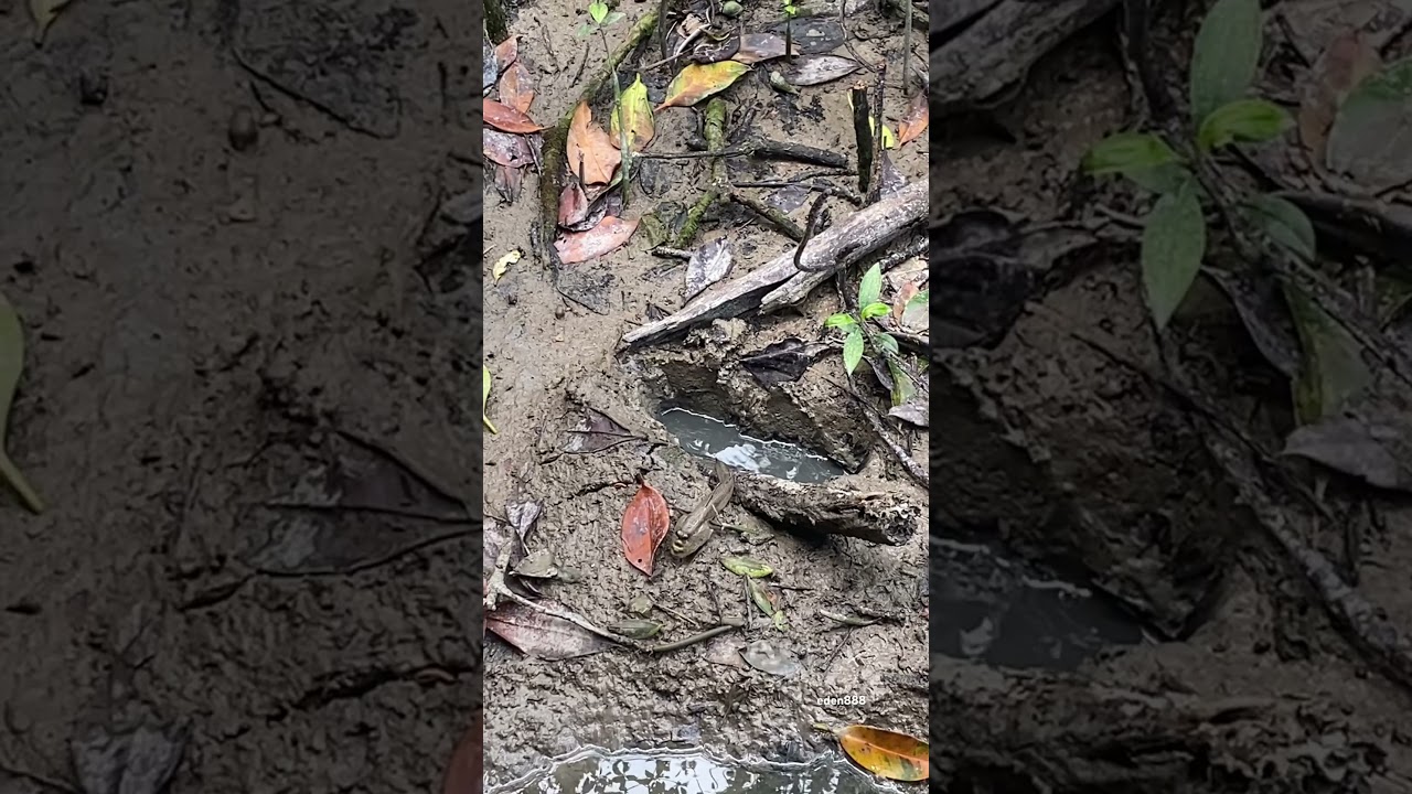 Mudskippers. Ikan Belacak. Oxudercinae. Fish.  Amphibious Fish. 