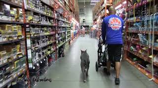 4 year old Great Dane/Pit Bull mix Chrome/ Dog Trainer/Best dog trainer Orlando
