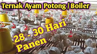 Ternak Ayam Potong 28 sd 30 Hari Panen