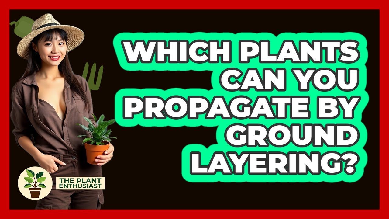 Which Plants Can You Propagate By Ground Layering?