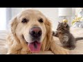 What does a Tiny Kitten do when a Golden Retriever Ignores Him