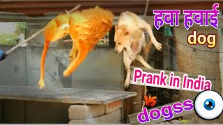 Fake lion V/s real dogs #prank Very Funny 50k subscribe