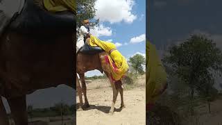 امرأة صحراوية فوق الجمل تستمتع بالمناظر 🐪🏜️ جمال الحياة البدوية#desert#shorts #camels