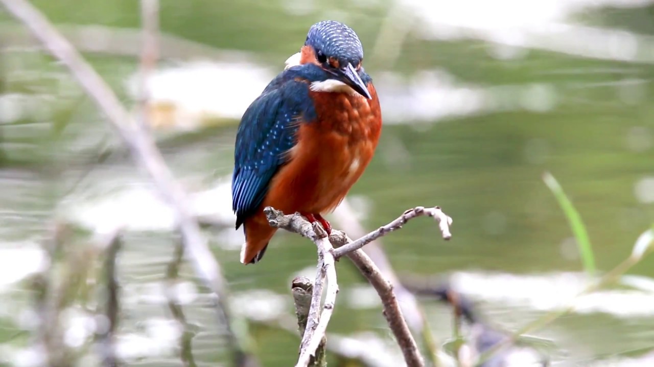 Kingfisher With Stickleback. 