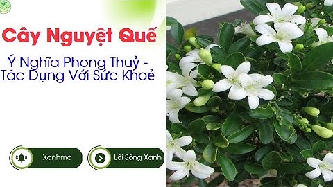 Cây Nguyệt Quế:  Ý Nghĩa Phong Thuỷ , Tác Dụng Với Sức Khoẻ