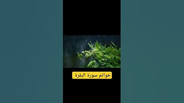 #سورة_البقرة #القرآن_الكريم #قرآن #تلاوة_خاشعة #اجمل_تلاوة_مهدئة_للاعصاب #راحة_نفسية