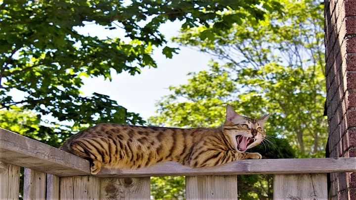 Video 663471: bengalcat bengals cats, bengal tiger cat, gorgeous bengal cat