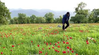 Gitti Canımın Cananı Saman Yusuf