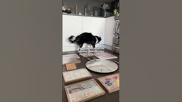 Mini Aussie hates her daily routine being changed