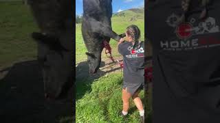 Beef sticking
