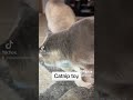 Pet Catnip Ball Toy For Healthy Natural Teeth Cleaning & Treat https://www.tiktok.com/t/ZTLDg26dB/