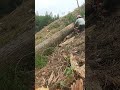 bucking cedar